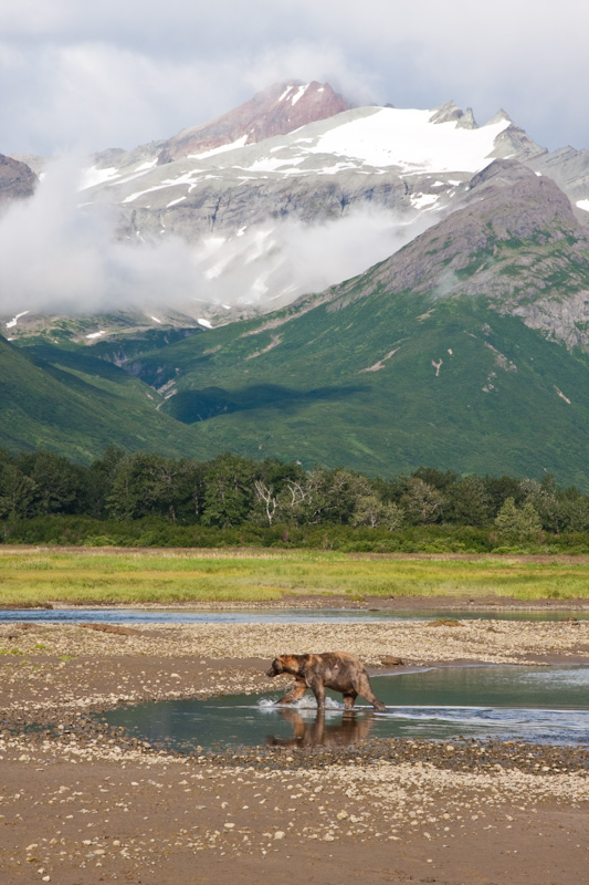 Grizzly Bear And Kejuik Mountains